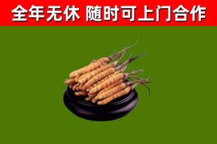 思明区回收冬虫夏草