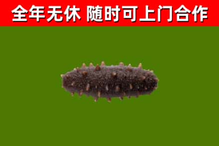 思明区回收海参干